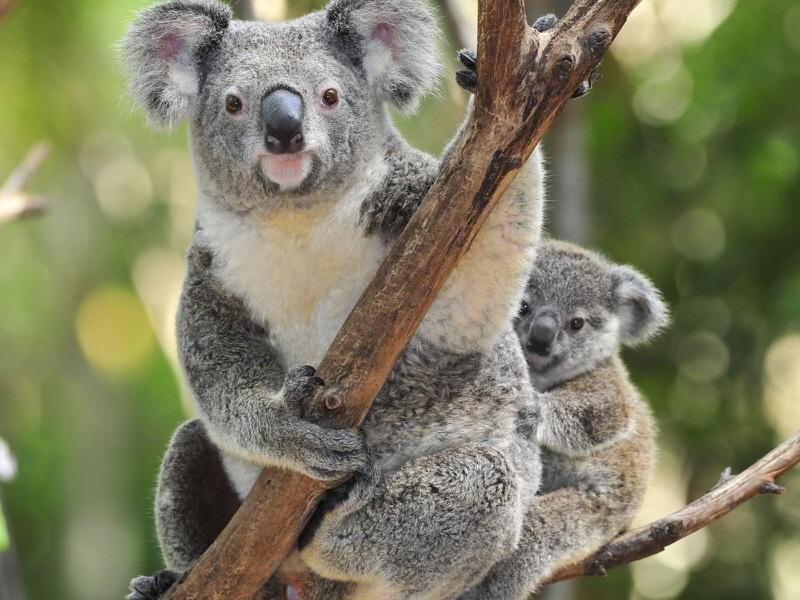 Koala