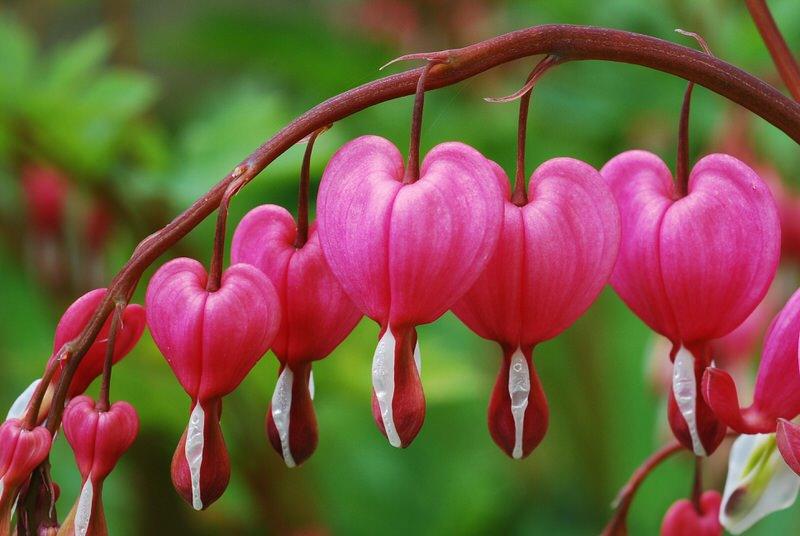 Bleeding Heart