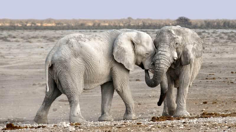 african elephant