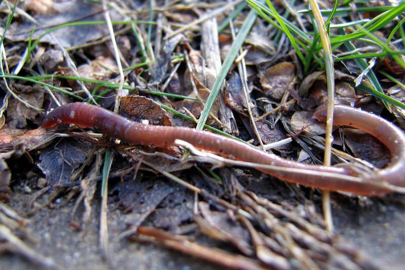 worms