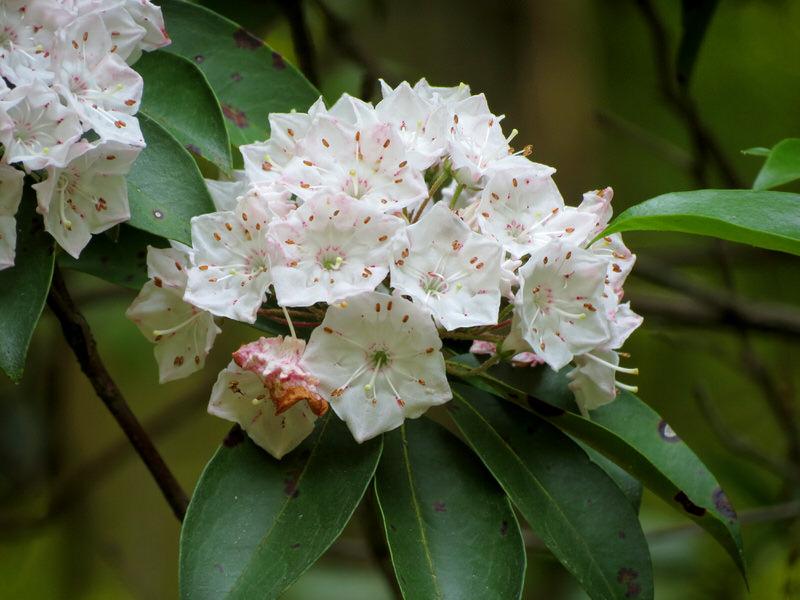 Mountain Laurel