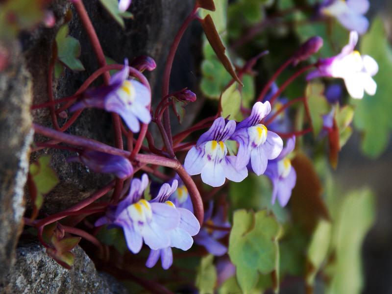 kenilworth ivy