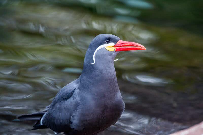 inca tern