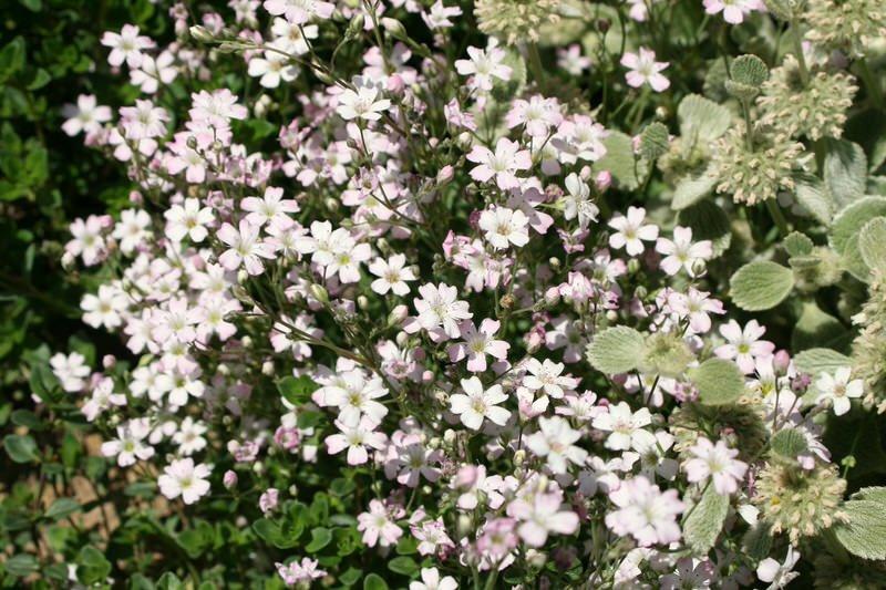 Baby's breath