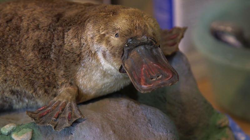Platypus