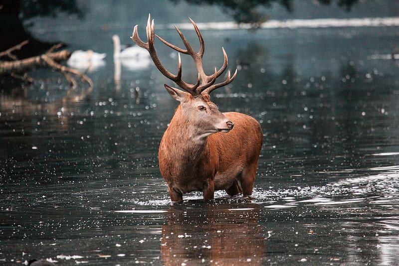 Stag