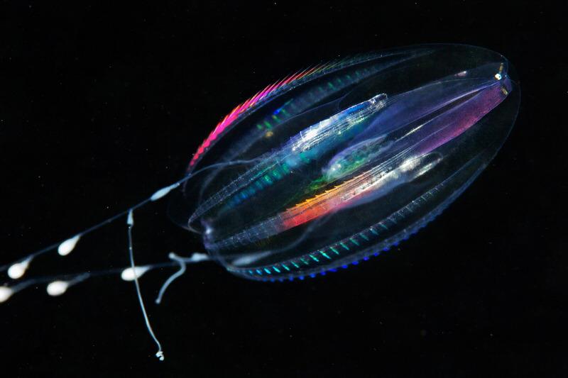 Comb Jellyfish