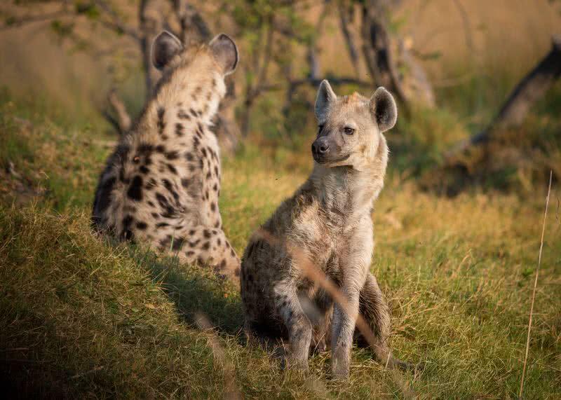 Hyena