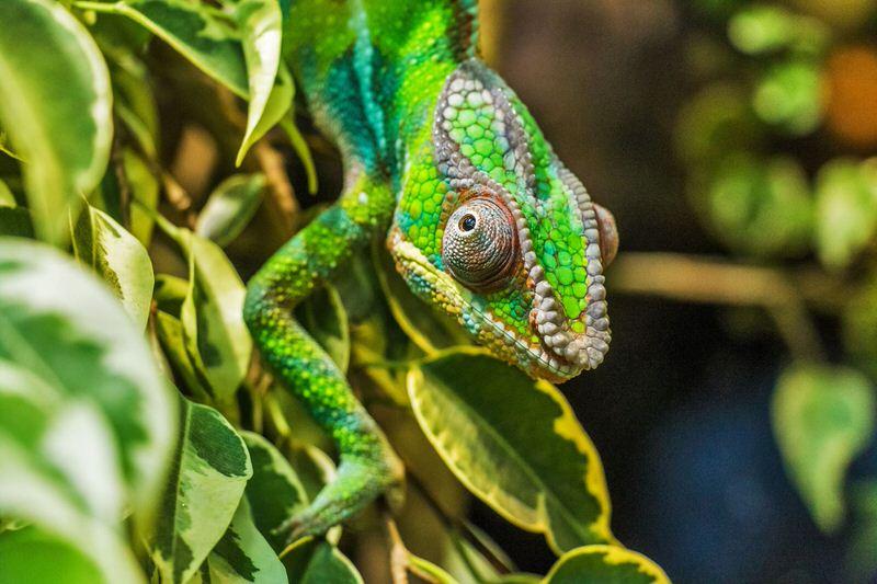 Chameleons