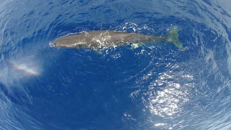 sperm whale