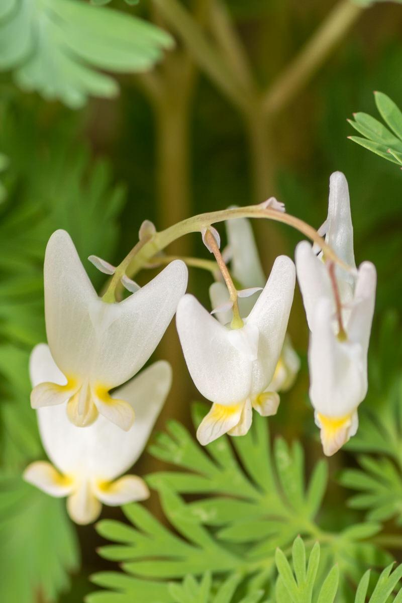 Dutchman's Breeches