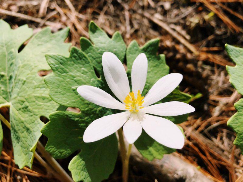 Bloodroot
