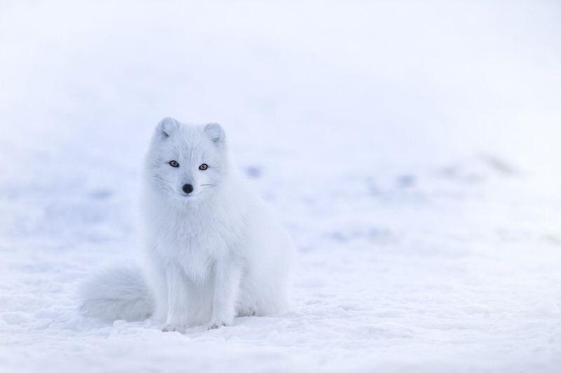 Arctic foxes