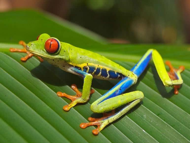 Red Eyed Frog