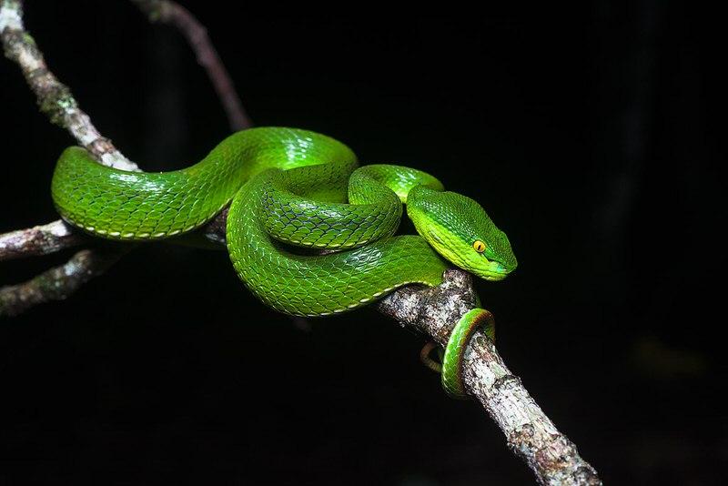 Pit Viper