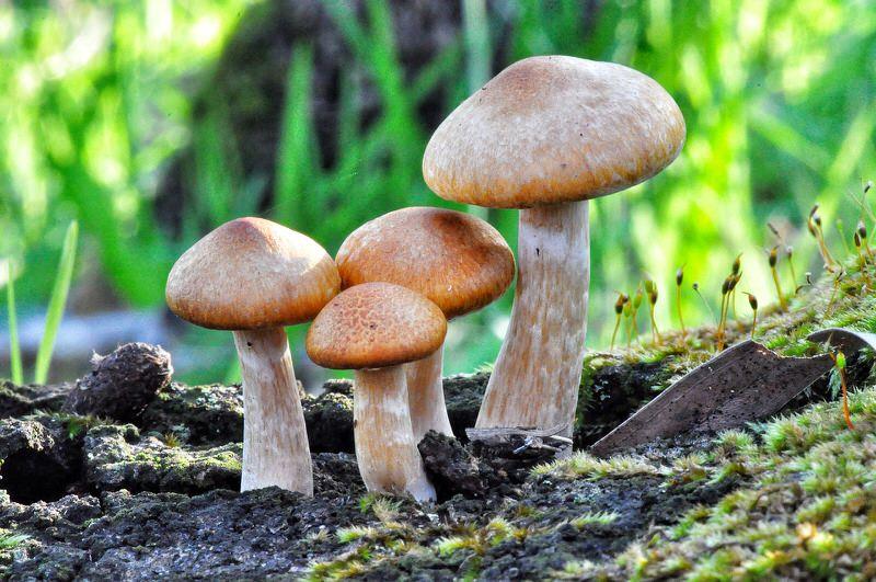 fungi
