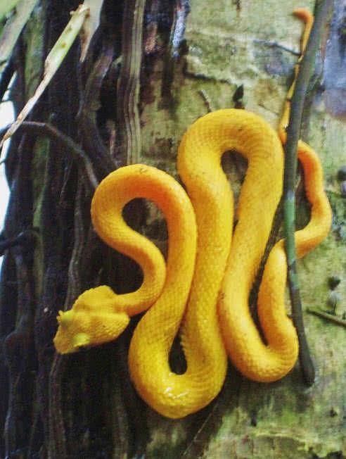 Eyelash Viper