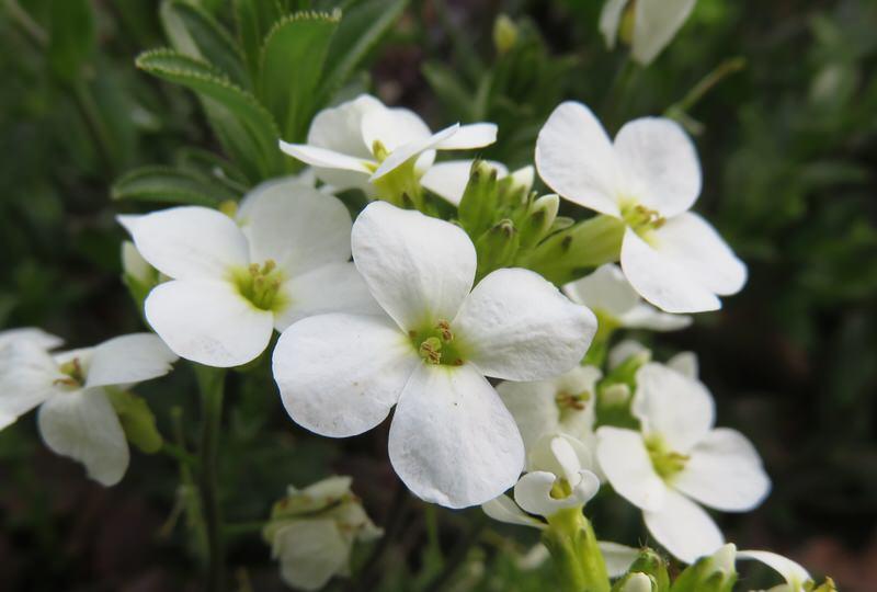 Rock Cress