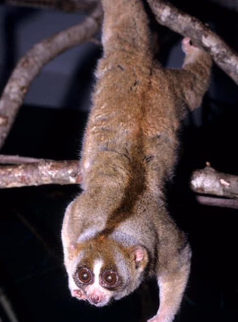 Slow Loris