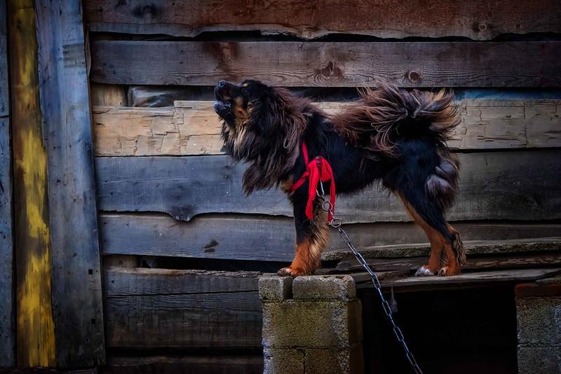 Tibetan Mastiff