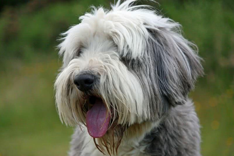 bearded collie