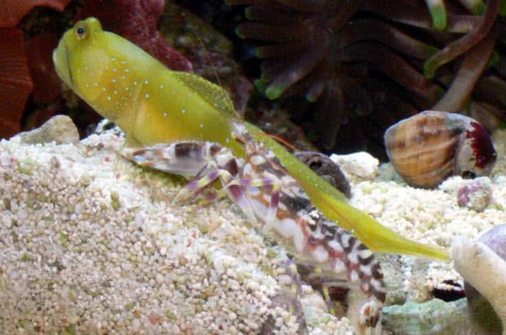 tiger pistol shrimp