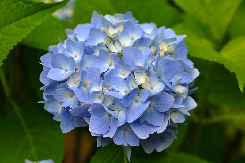 Hydrangea