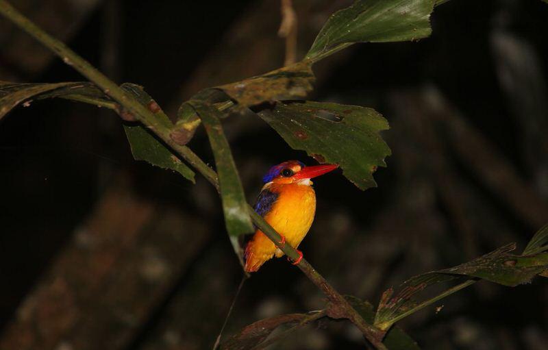 Black Backed Kingfisher