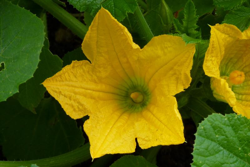 Zucchini blossoms