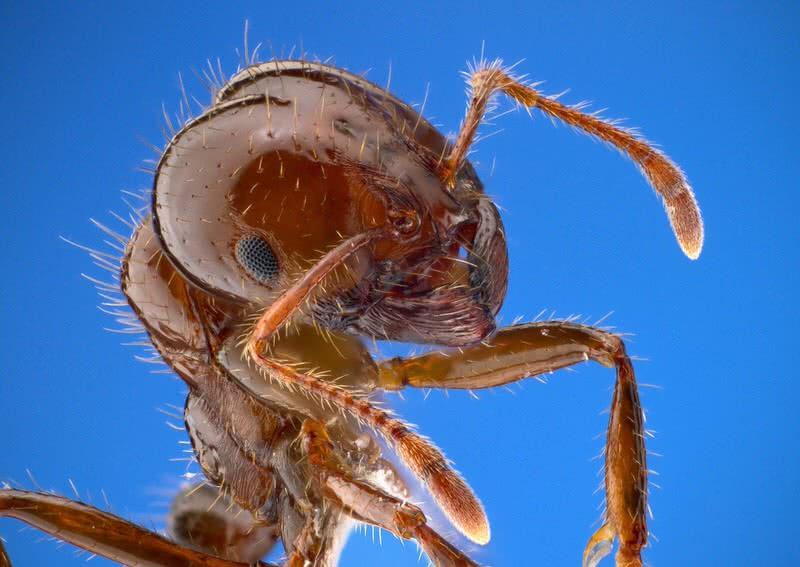 ant