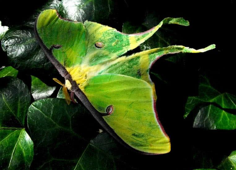 Luna Moth