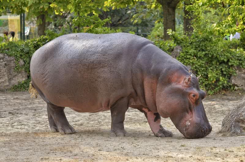 hippo
