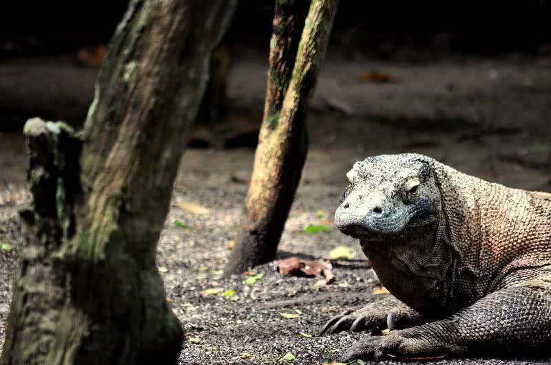 komodo dragon