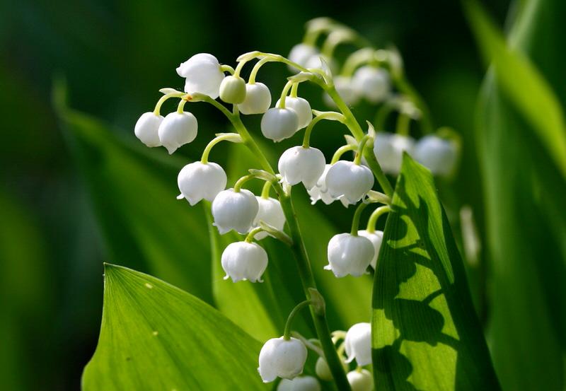 Lily of the valley