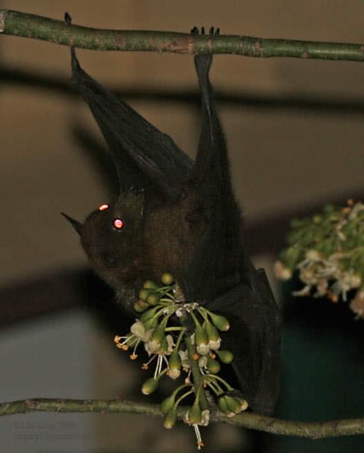 Indian Flying Fox