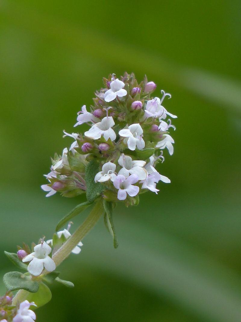 Thymus vulgaris