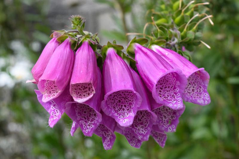 Foxglove