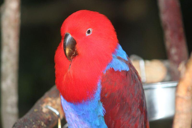 Eclectus parrot