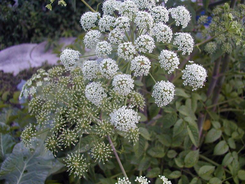 Water Hemlock