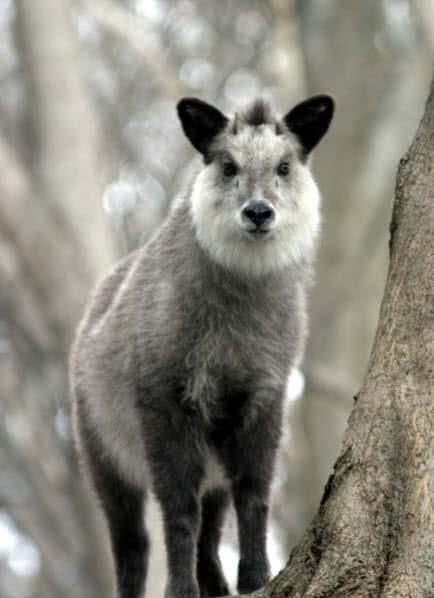 japanese serow
