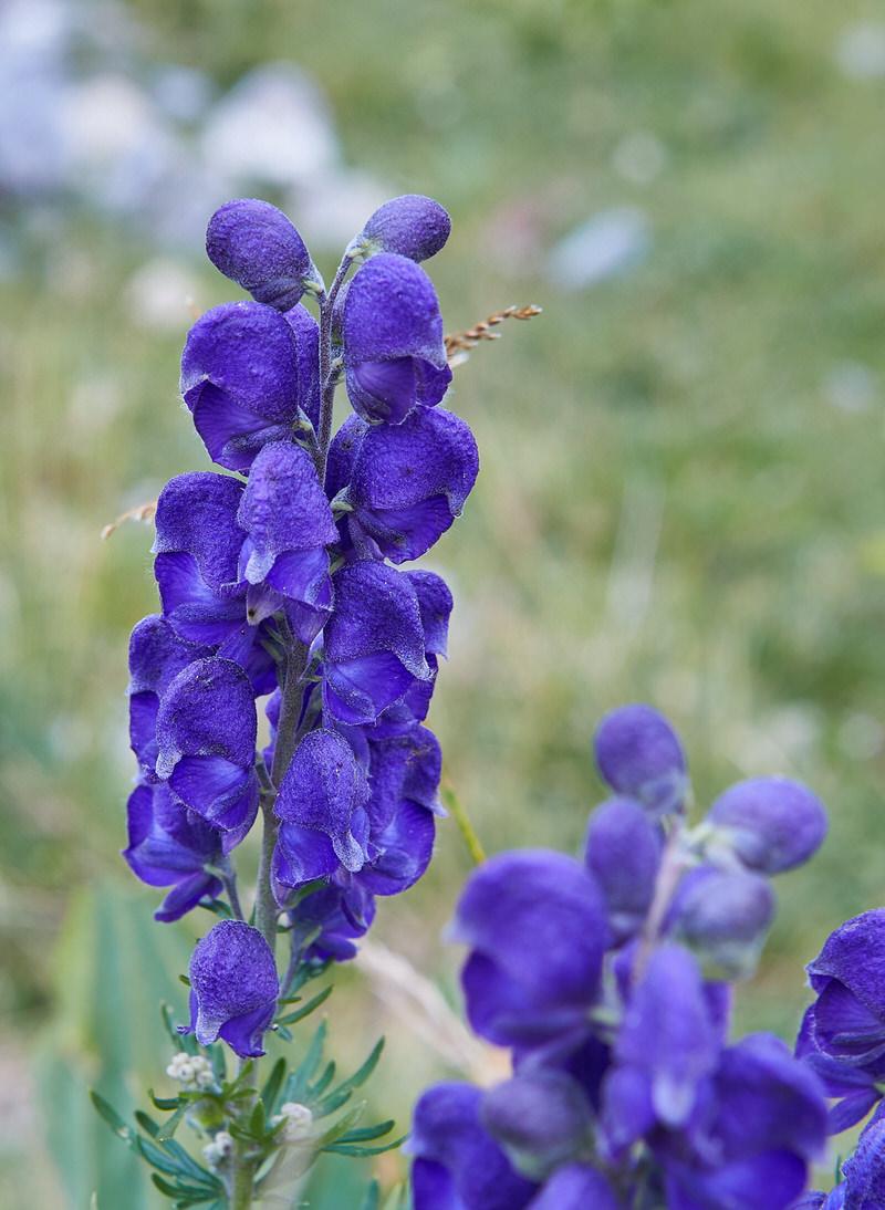 Aconitum