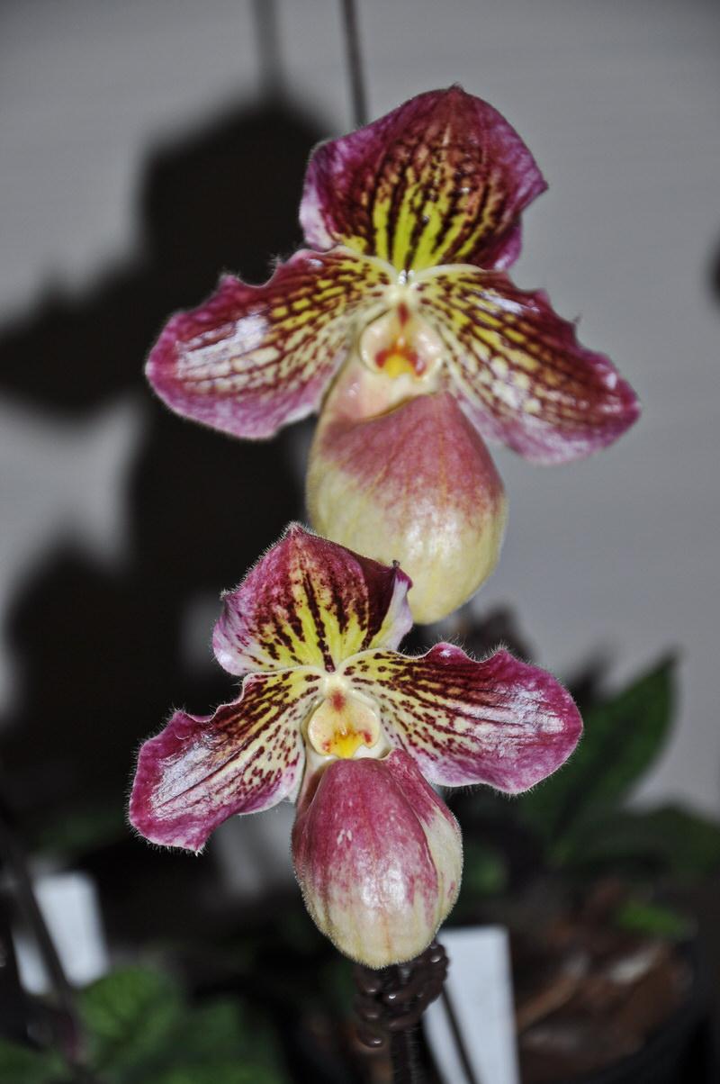 Paphiopedilum fairrieanum