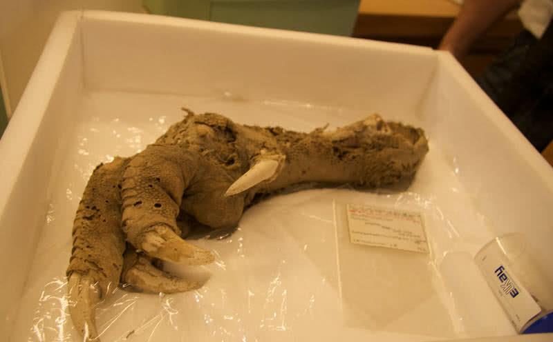 mount owen moa
