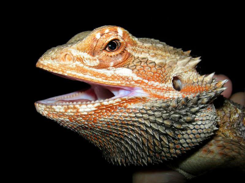 bearded dragon