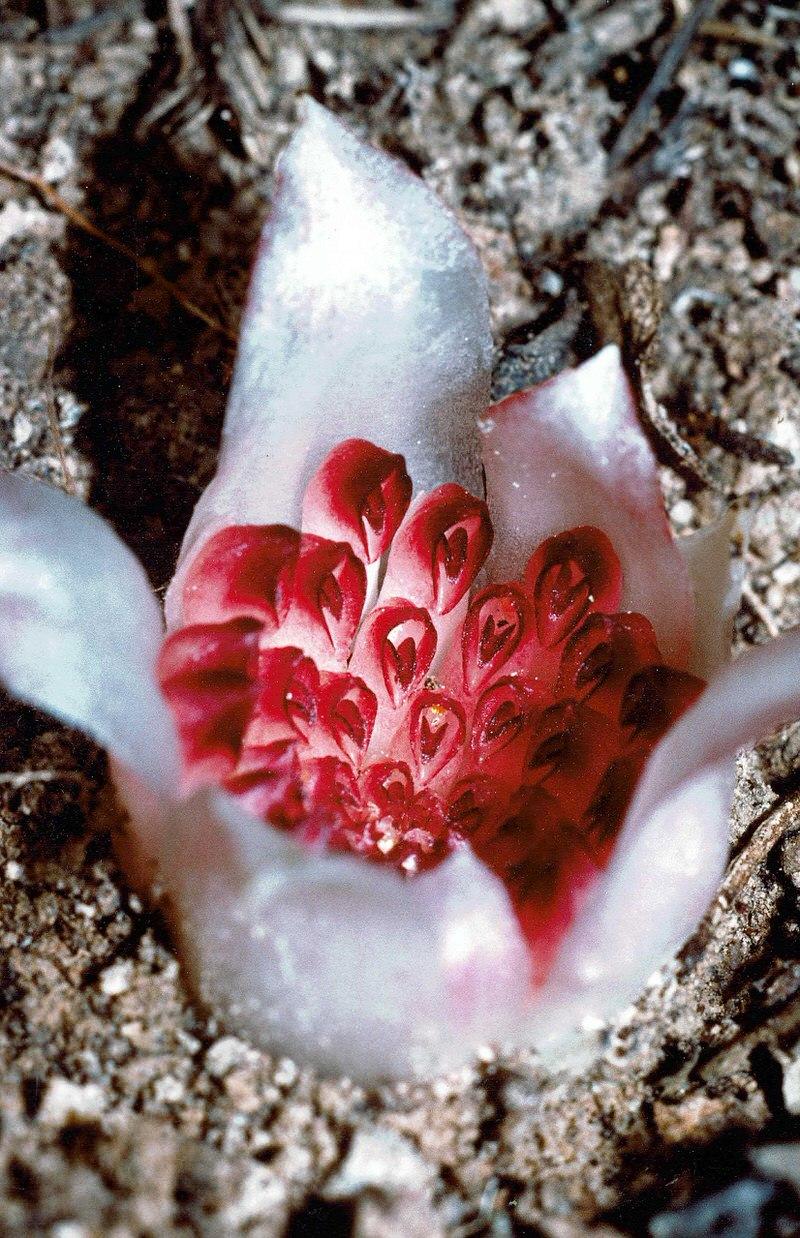Rhizanthella gardneri
