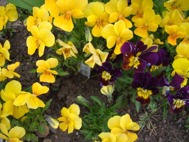 viola