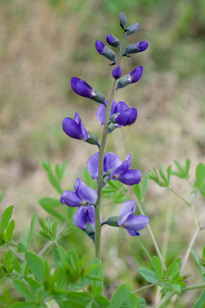 Blue False Indigo