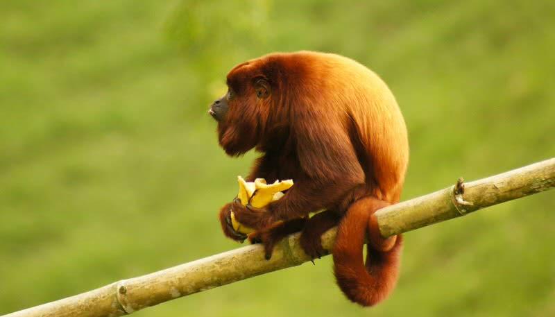 howler monkey
