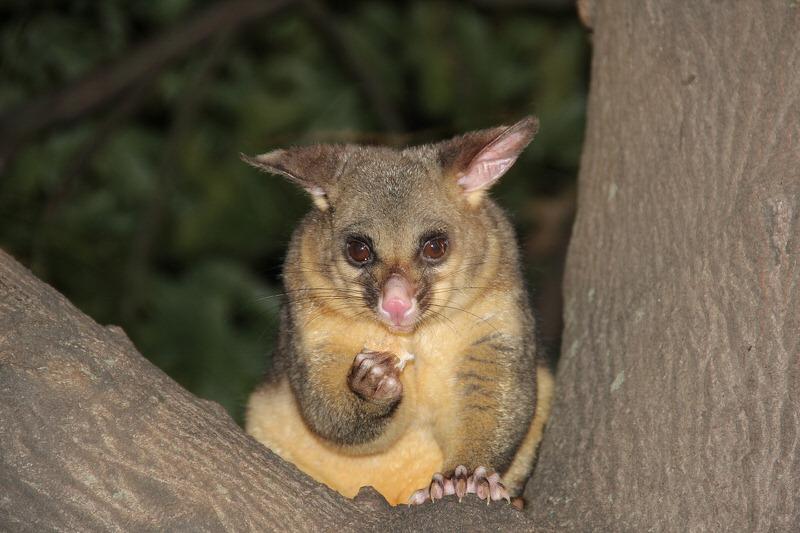 Possum