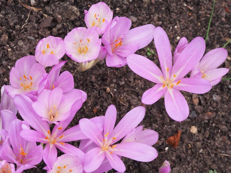 Autumn crocus